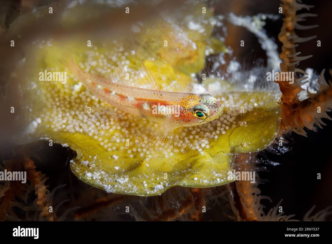 Un piccolo pesce di Goby protegge le sue uova deposte per la sicurezza all'interno del corallo metallico nella barriera corallina del Belize Foto Stock
