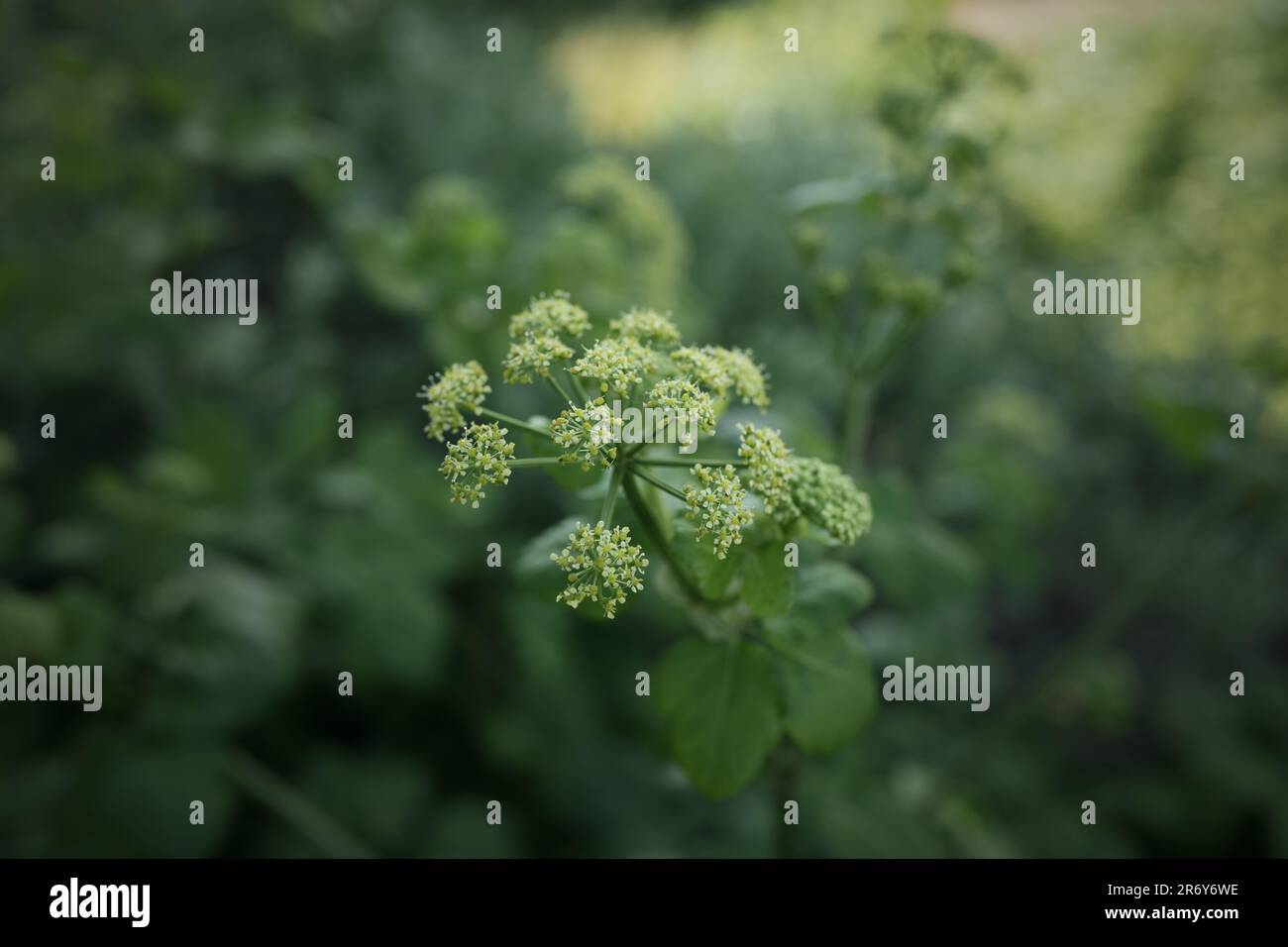 Fioritura della pianta di prezzemolo selvatico nella regione di Sunt France, concentrazione superficiale Foto Stock