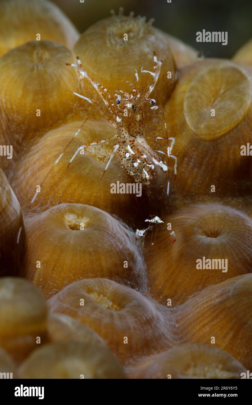 AGlass Shrimp su una testa di corallo nelle calde acque della barriera Corallina Belize di notte Foto Stock