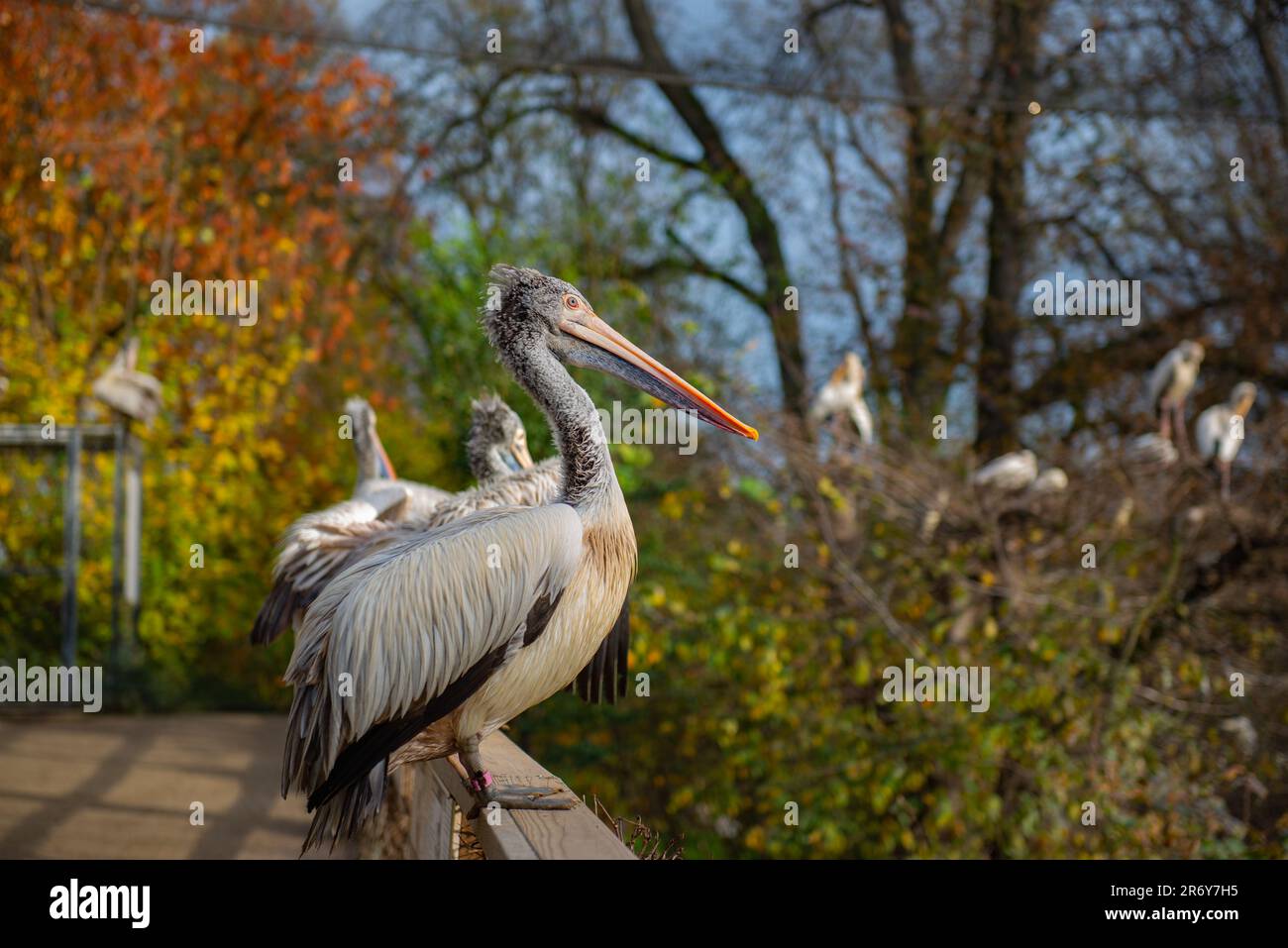 Bellissimo grande pellicano allo zoo di Praga Foto Stock