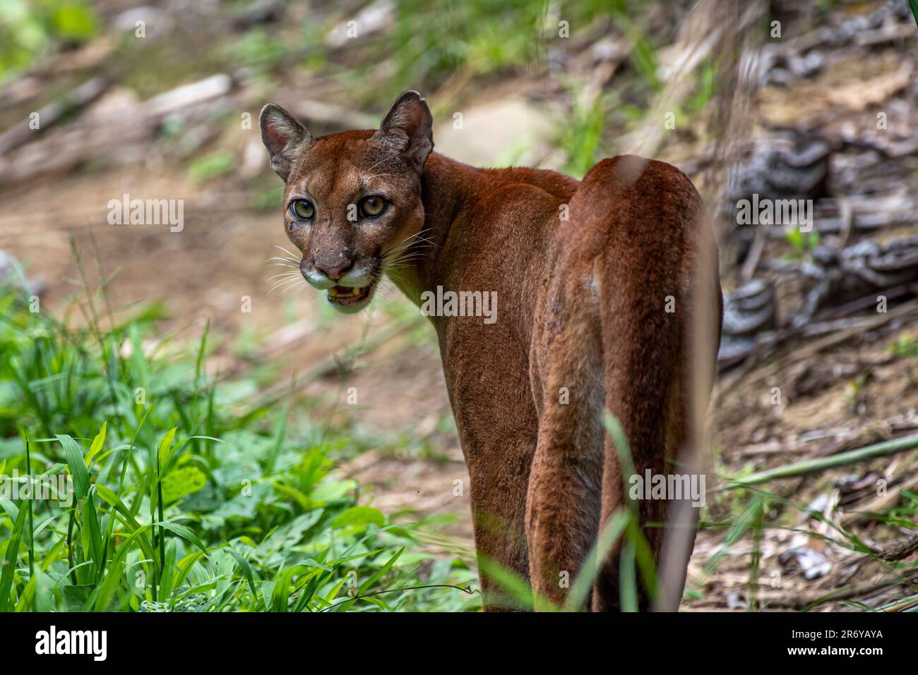 wild puma nel Parco Nazionale di Corcovado, Osa, Costa Rica Foto Stock