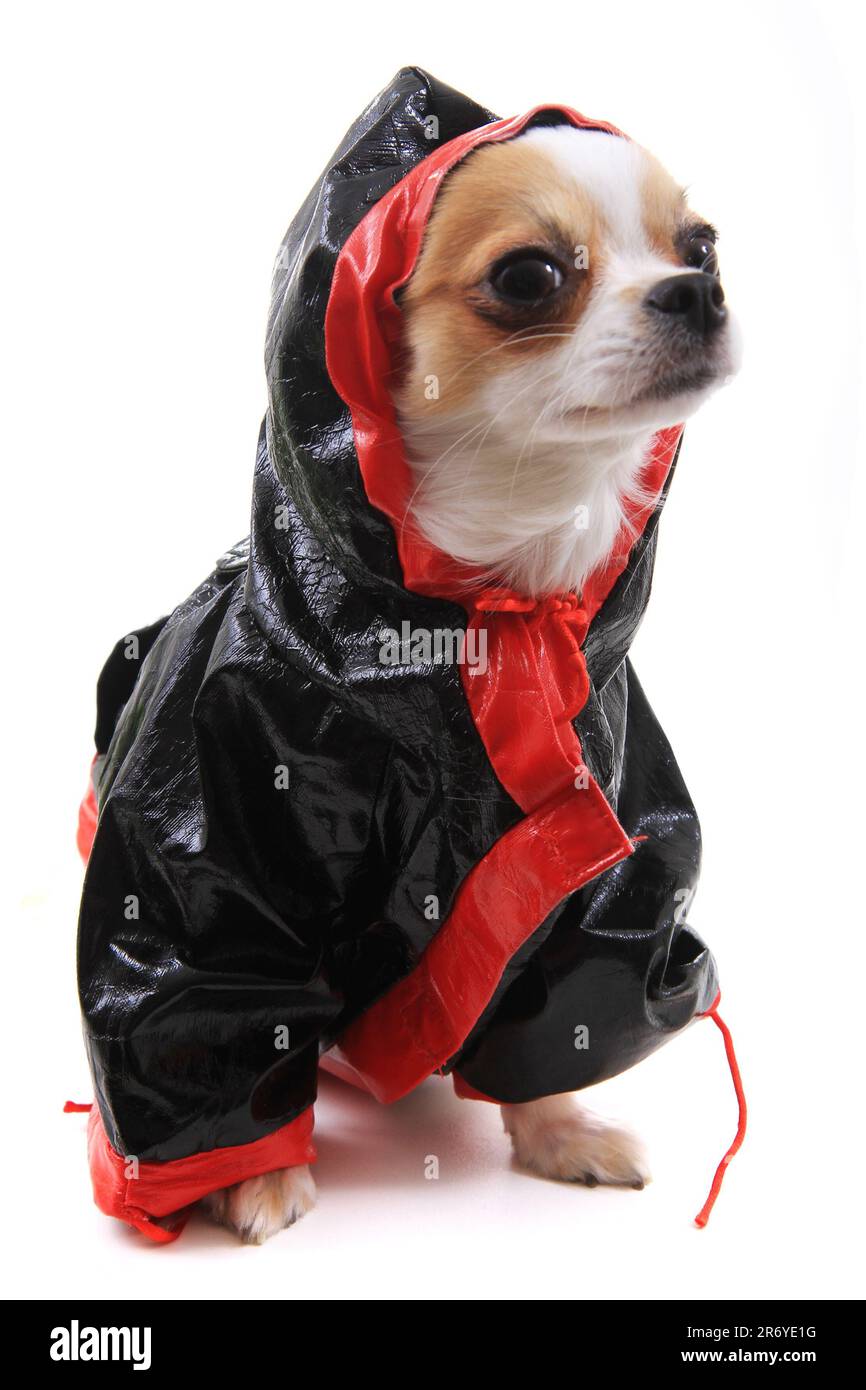 Chihuahua Violka vestito isolato su sfondo bianco Foto Stock