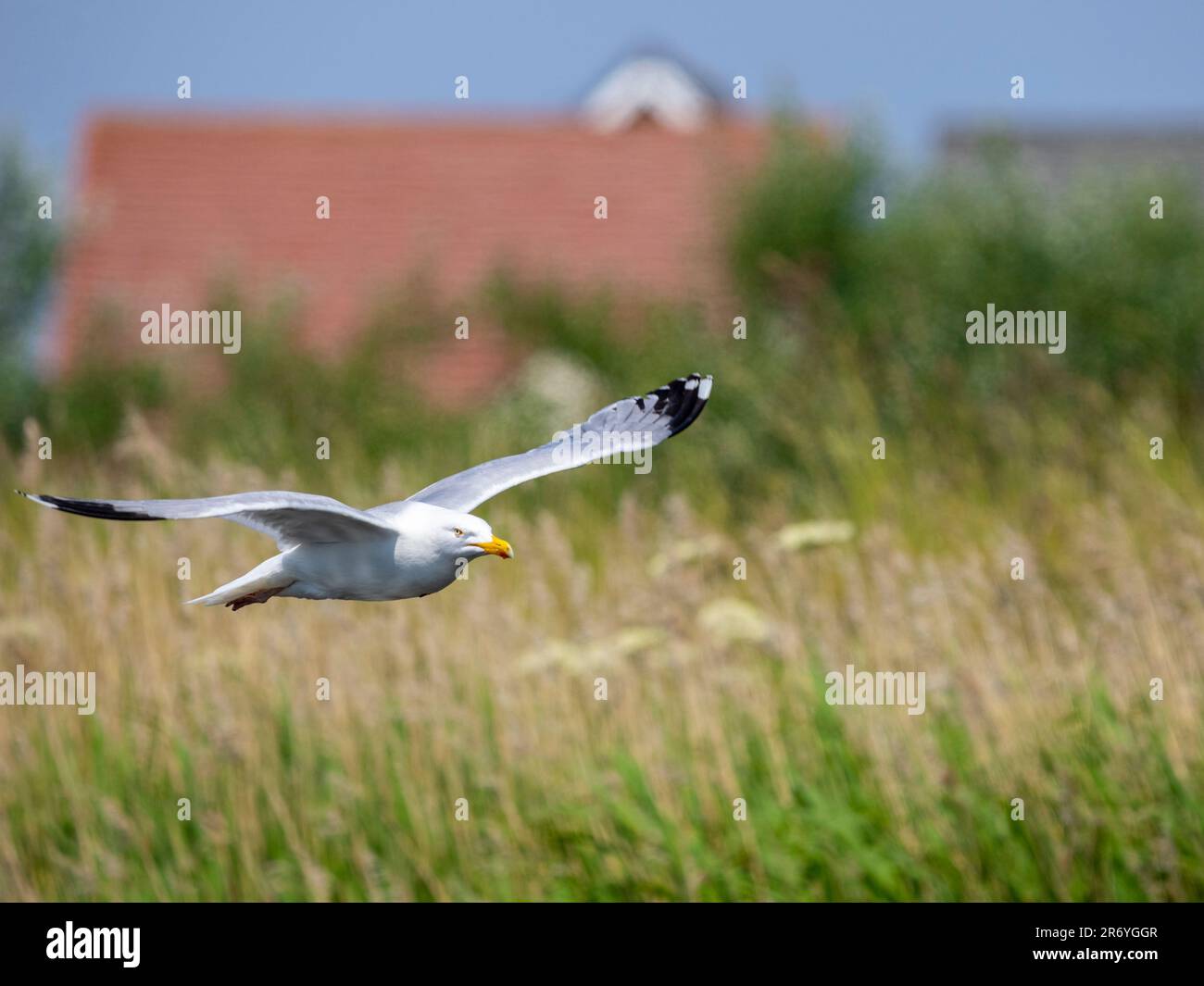 Un gabbiano di aringa adulto, (Larus argentatus), in volo Foto Stock