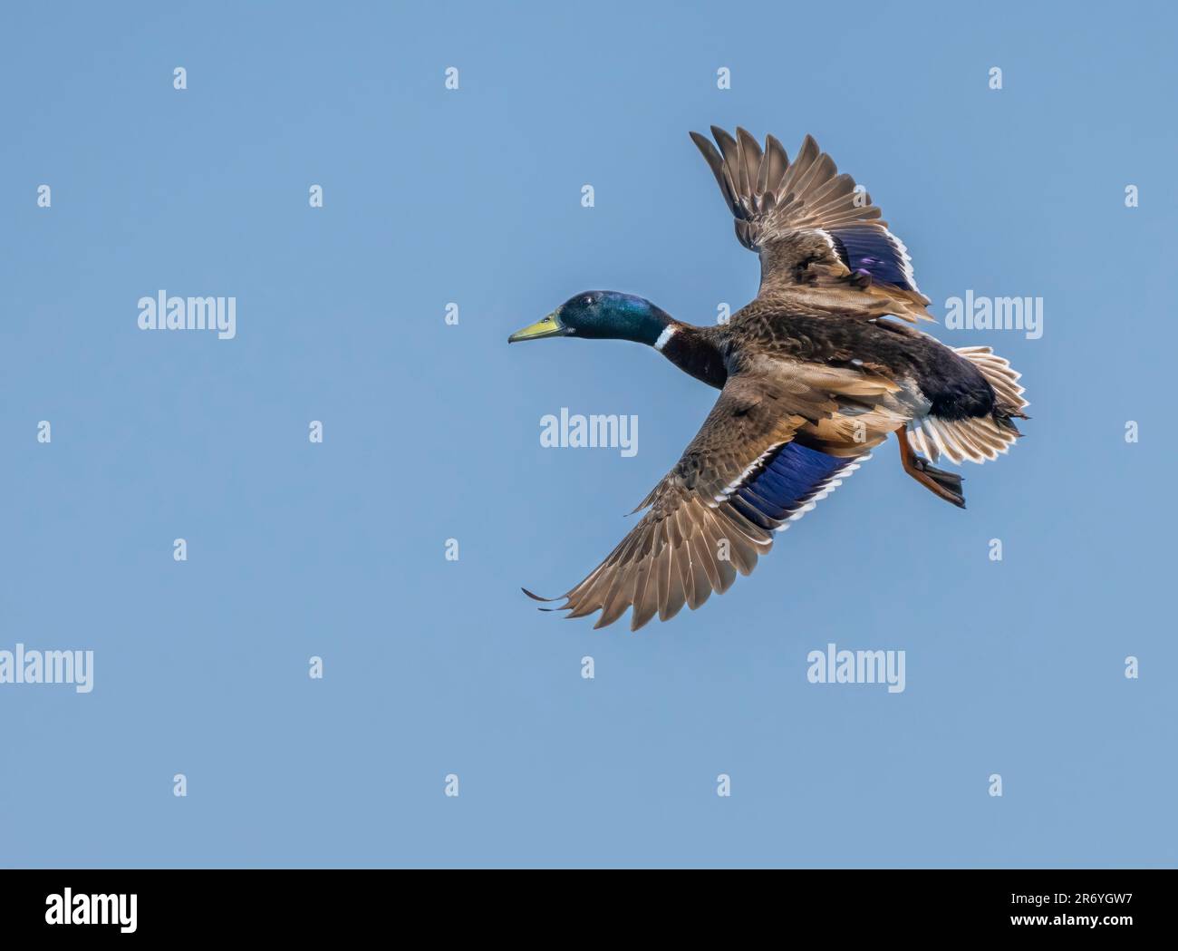 Un'anatra maschile solitaria Mallard, (Anas platyrhynchos), volo a pinna con ali spalancate (a Fleetwood, Lancashire, UK) Foto Stock