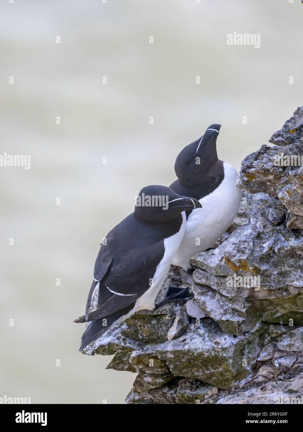 Un paio di riproduttori di Razorbille, (Alca torda), arroccato sul bordo di una scogliera a Bempton, Yorkshire, Regno Unito Foto Stock