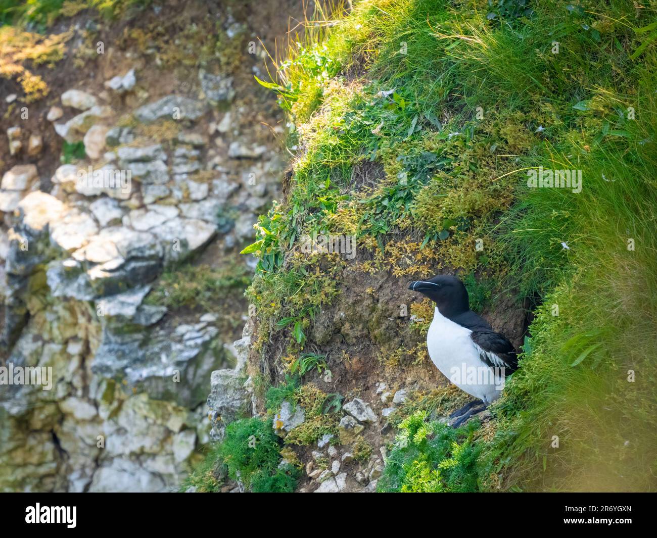 Un solitario Razorbill, (Alca torda), sul bordo di una scogliera a Bempton, Yorkshire, Regno Unito Foto Stock