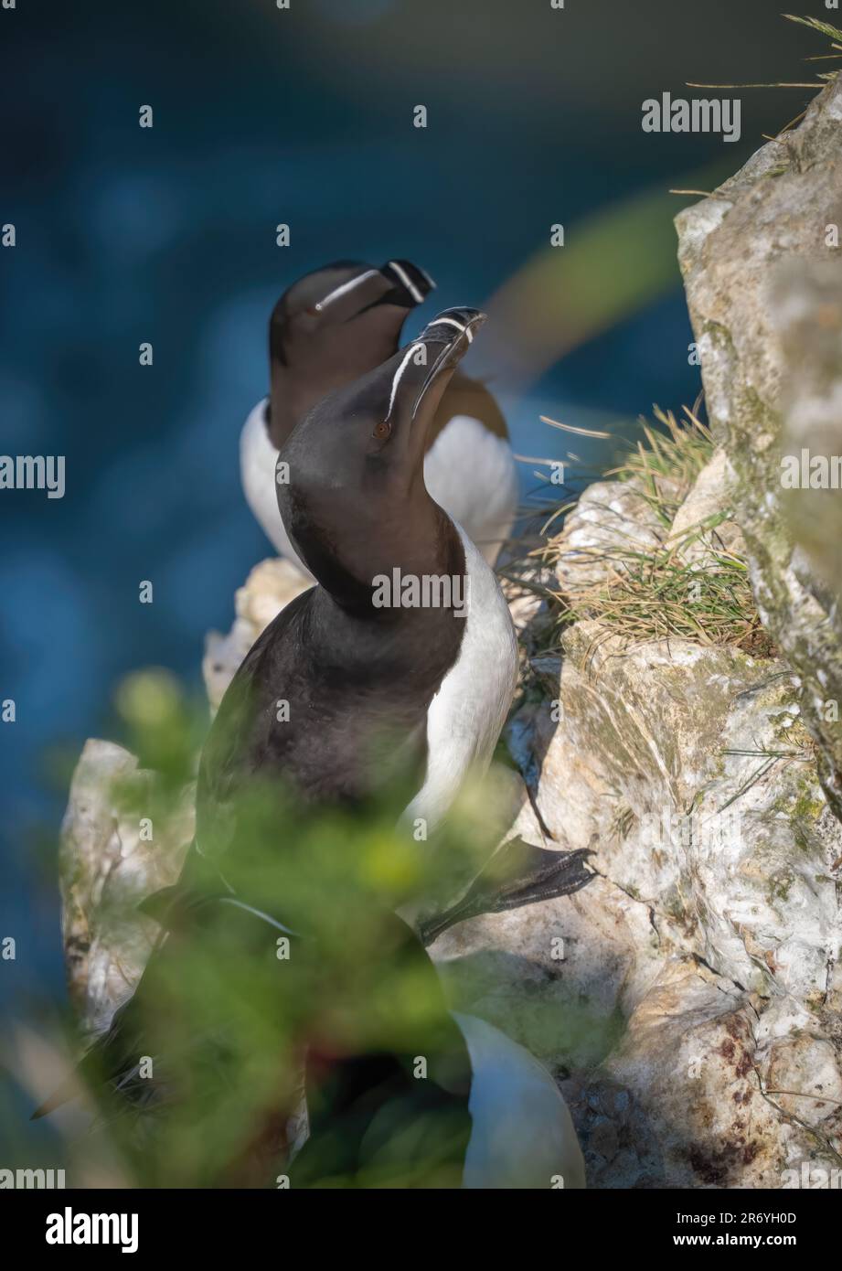 Un paio di riproduttori di Razorbille, (Alca torda), arroccato sul bordo di una scogliera a Bempton, Yorkshire, Regno Unito Foto Stock