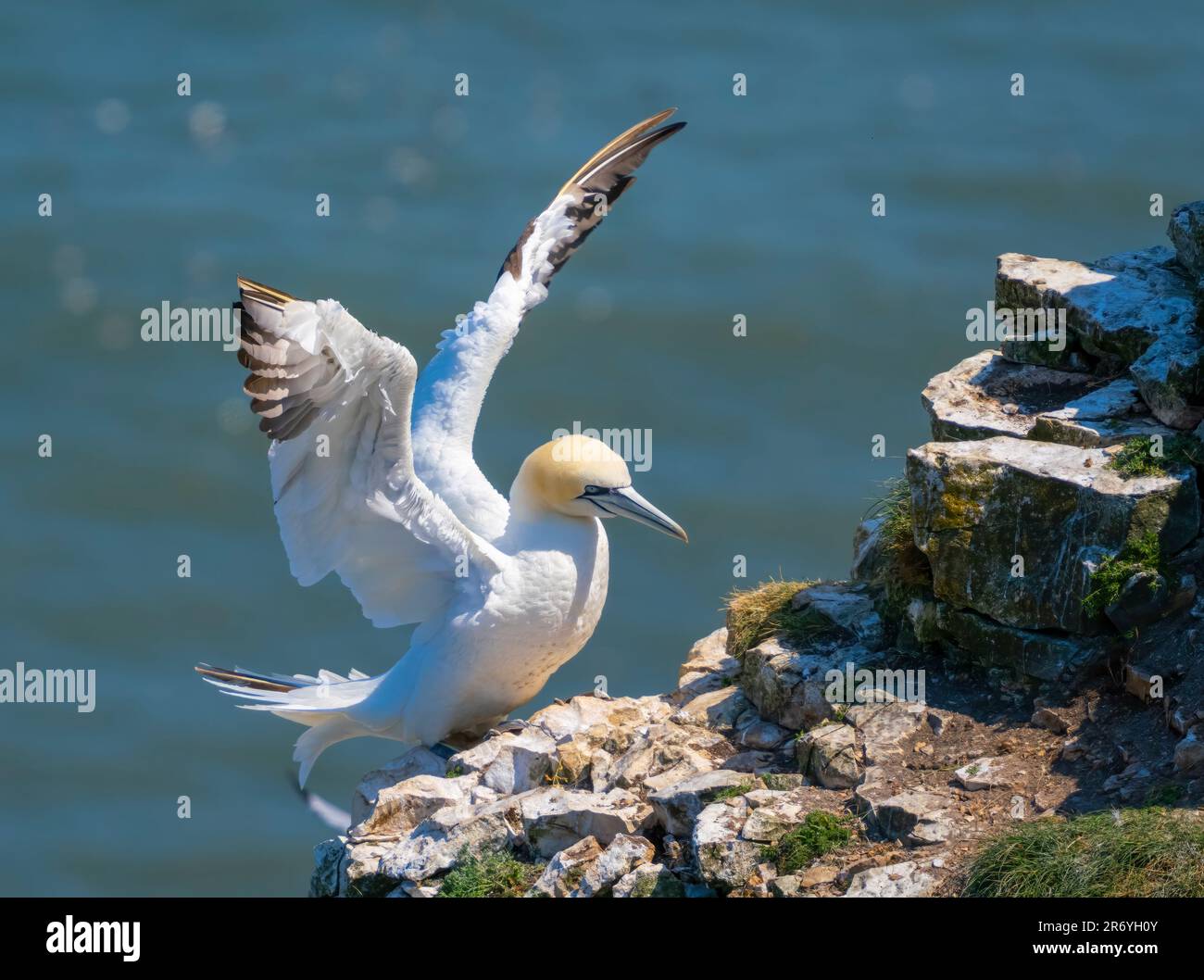 Un Gannet solitario conosciuto anche come il Gannet Settentrionale, (Morus bassanus), sparge le sue ali mentre appollaiato sul bordo della scogliera a Bempton, Yorkshire, Regno Unito Foto Stock