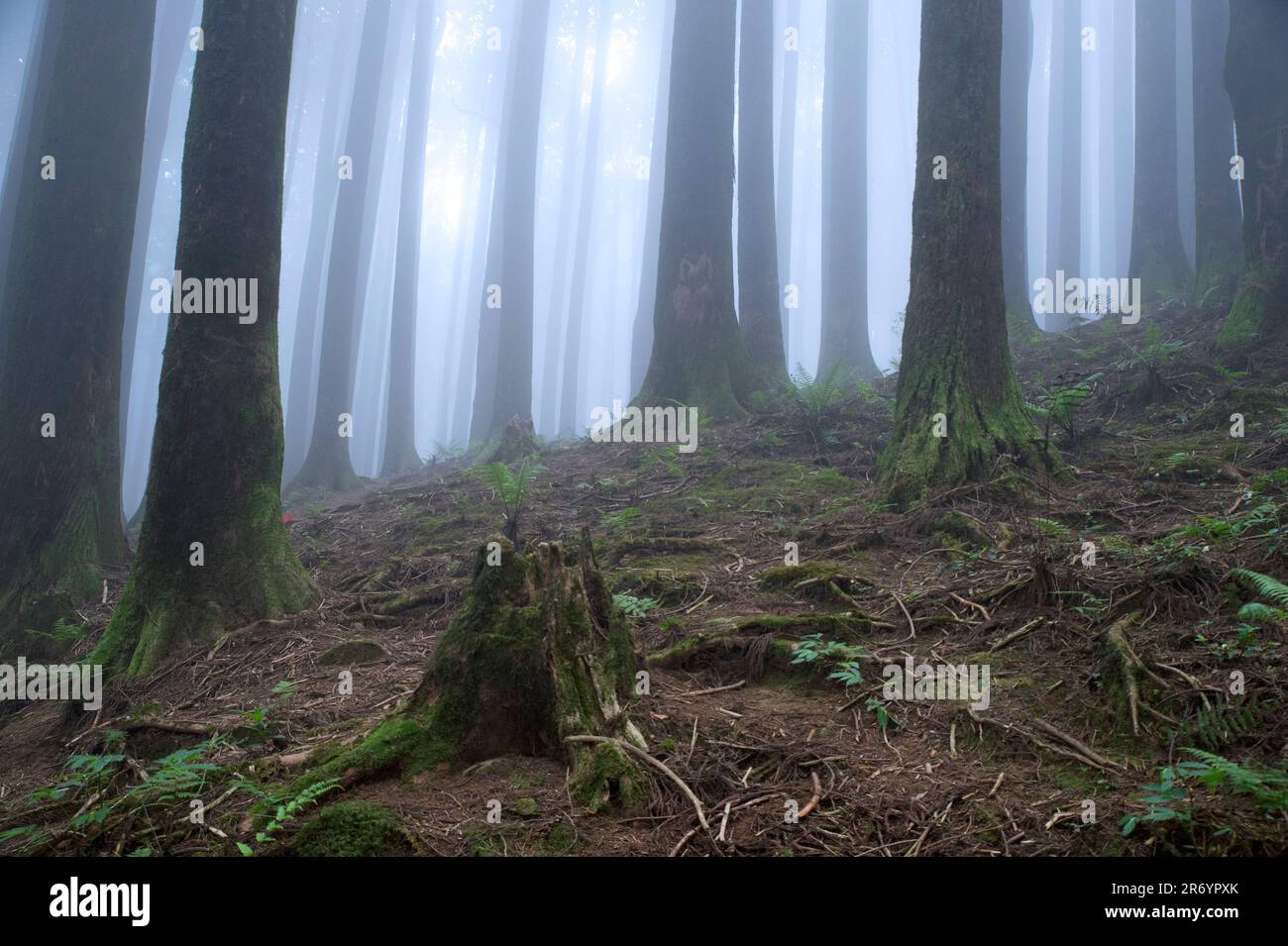 Foresta del pino Foto Stock