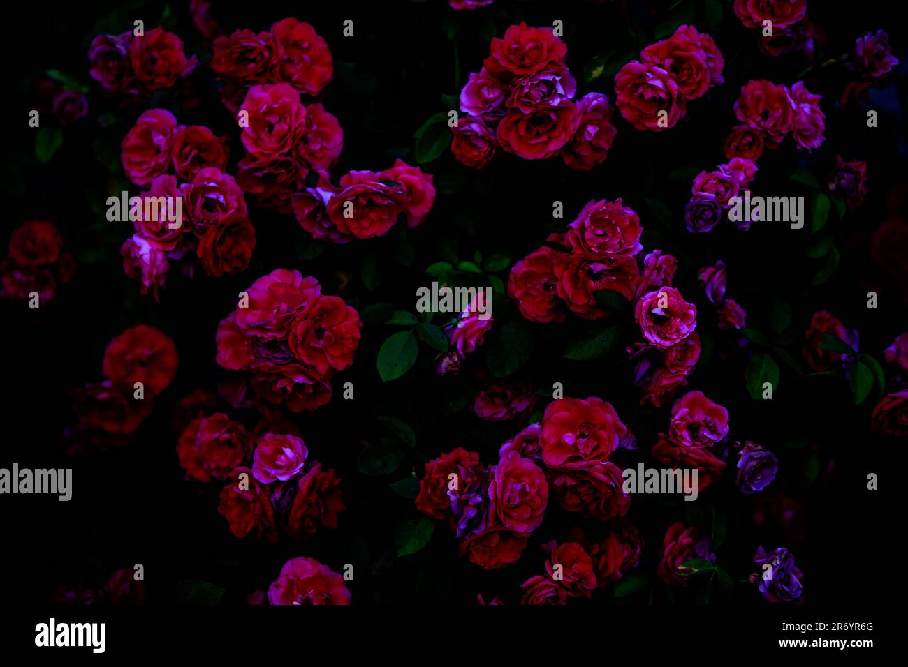 Sfocato scuro sfondo drammatico di rose cupe. Foto Stock