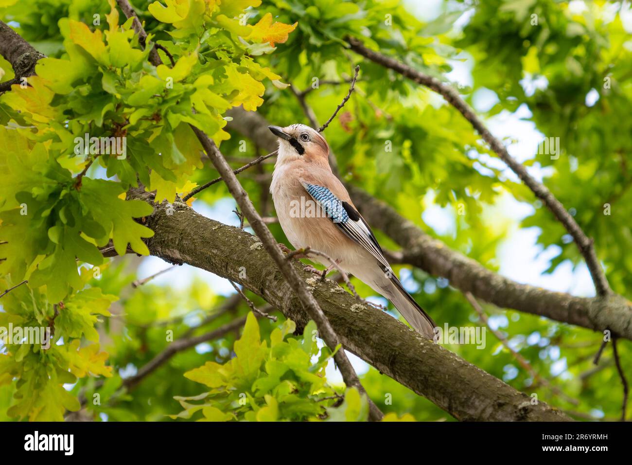 Giare eurasiatica su un albero Foto Stock