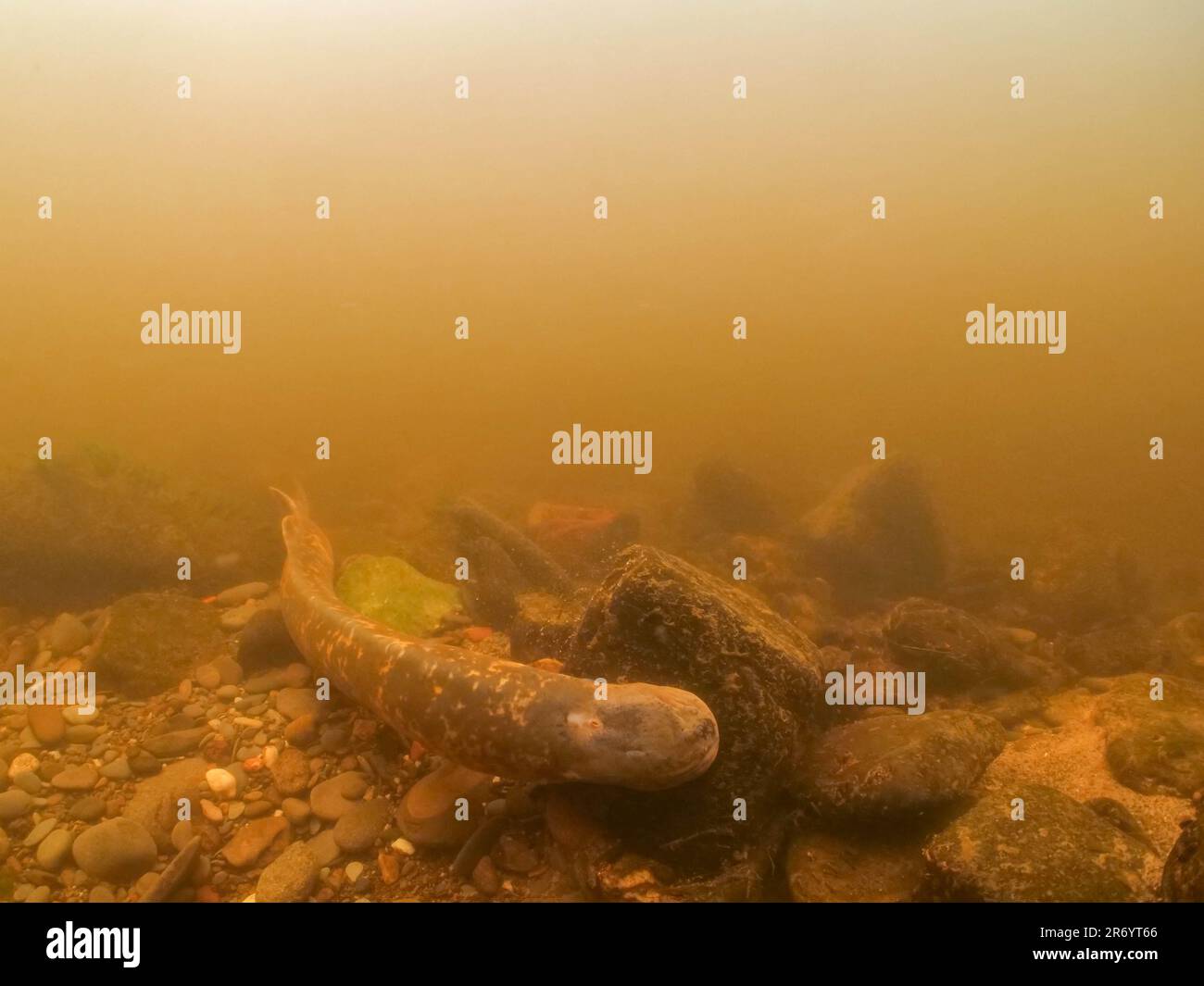 Sea Lamprey su un redd nel nord del galles Foto Stock