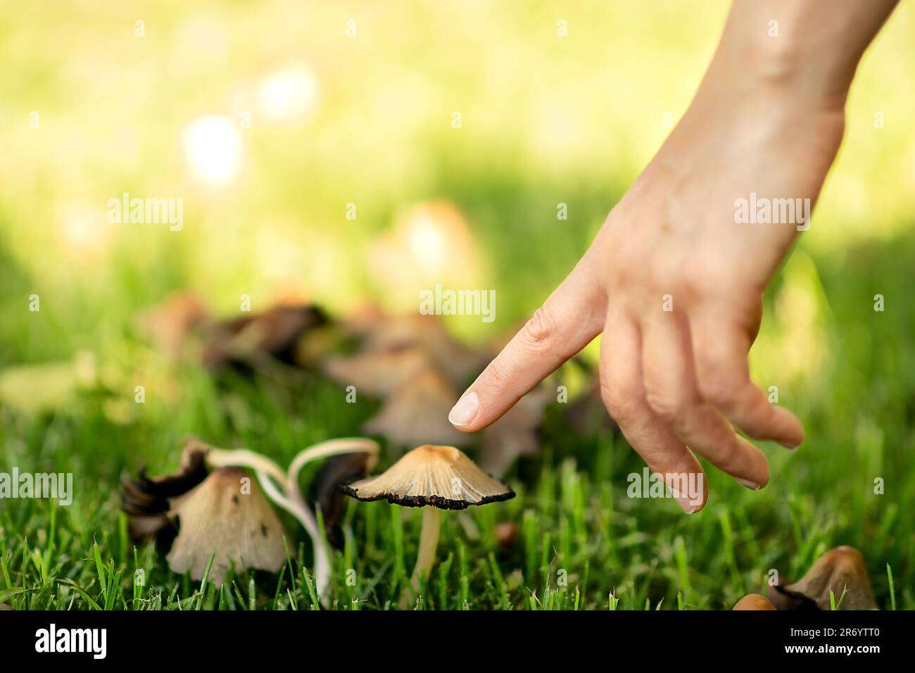 parco in primavera, dopo la pioggia, una giovane donna bianca, camminando, ha visto funghi nell'erba verde, si è piegata a toccare il cappuccio di fungo con il dito Foto Stock