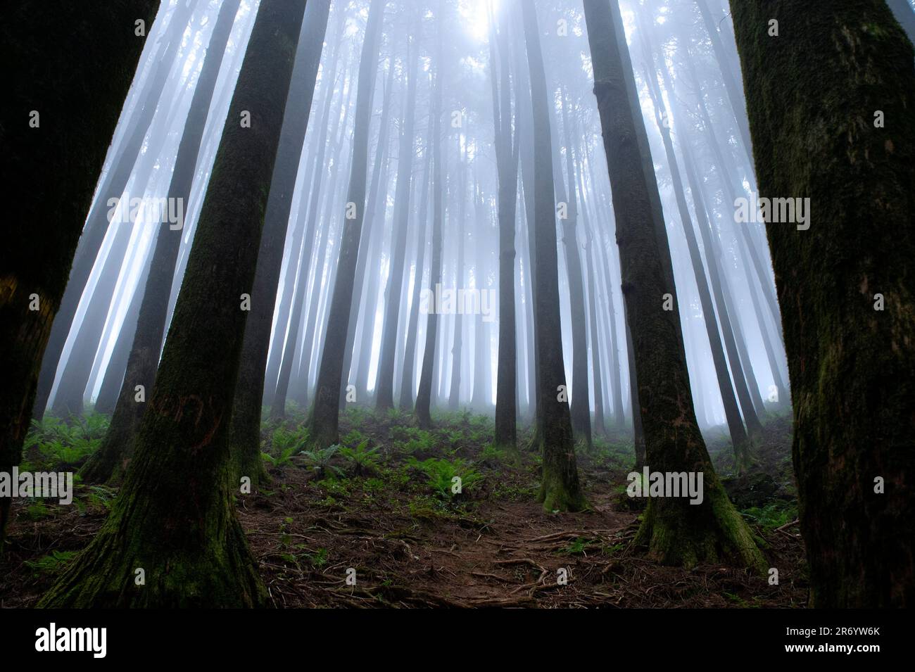 Foresta del pino Foto Stock