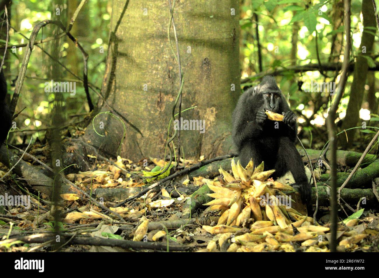 Un macaco di Sulawesi con cresta nera (Macaca nigra) si sta nutrendo di frutti di liana caduti mentre è seduto a terra nella foresta pluviale di Tangkoko Riserva Naturale nel Nord Sulawesi, Indonesia. Il primate endemico di Sulawesi spende il 59 per cento del loro tempo che alimenta e spendono il 60-70 per cento del tempo che alimenta sulla frutta. Tuttavia, l'ultima relazione suggerisce che l'impatto del cambiamento climatico sulle stagioni influenzerà indirettamente la possibilità che la scimmia endemica venga infettata dagli endoparasiti. Foto Stock