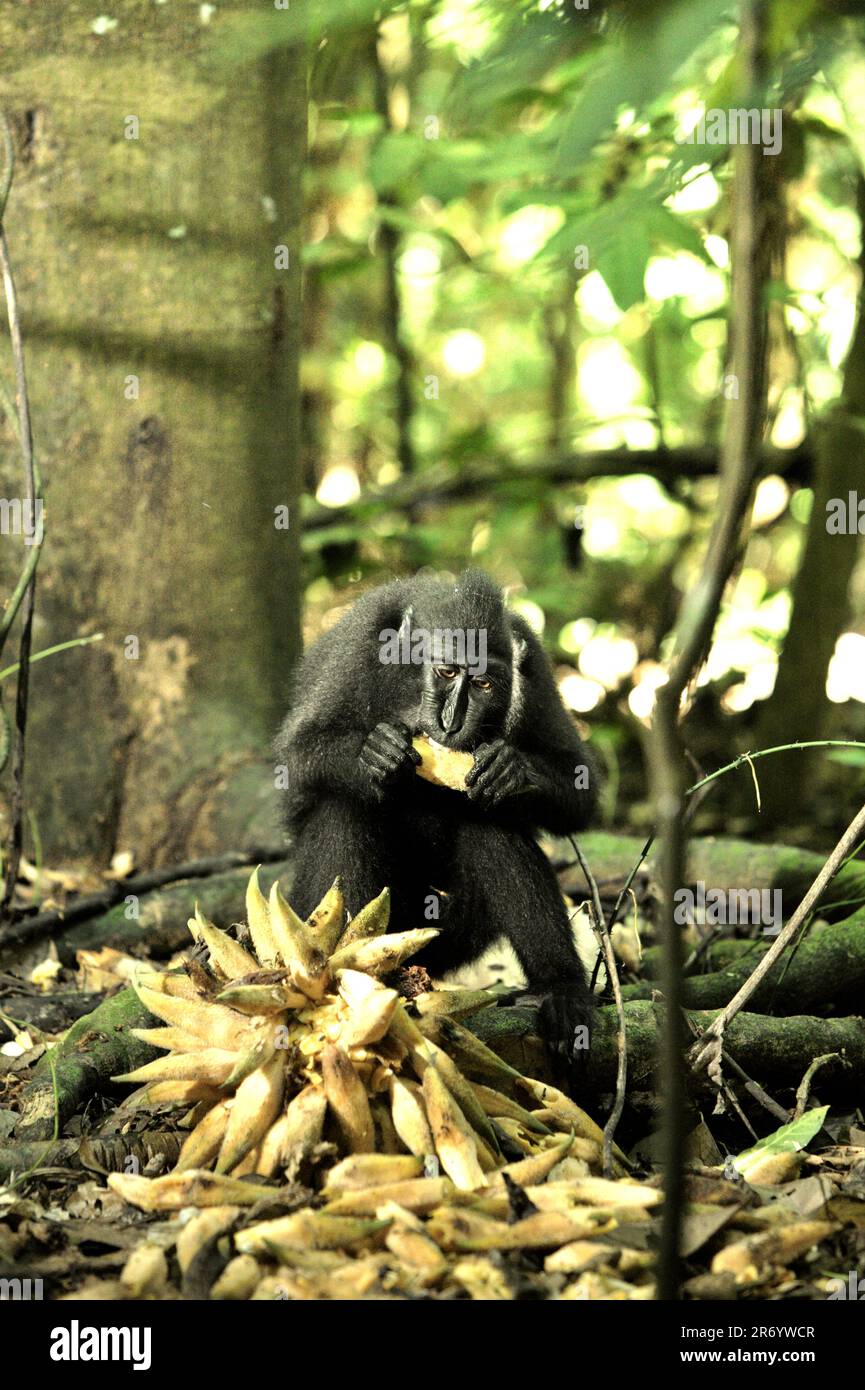 Un macaco di Sulawesi con cresta nera (Macaca nigra) si sta nutrendo di frutti di liana caduti mentre è seduto a terra nella foresta pluviale di Tangkoko Riserva Naturale nel Nord Sulawesi, Indonesia. Il primate endemico di Sulawesi spende il 59 per cento del loro tempo che alimenta e spendono il 60-70 per cento del tempo che alimenta sulla frutta. Tuttavia, l'ultima relazione suggerisce che l'impatto del cambiamento climatico sulle stagioni influenzerà indirettamente la possibilità che la scimmia endemica venga infettata dagli endoparasiti. Foto Stock