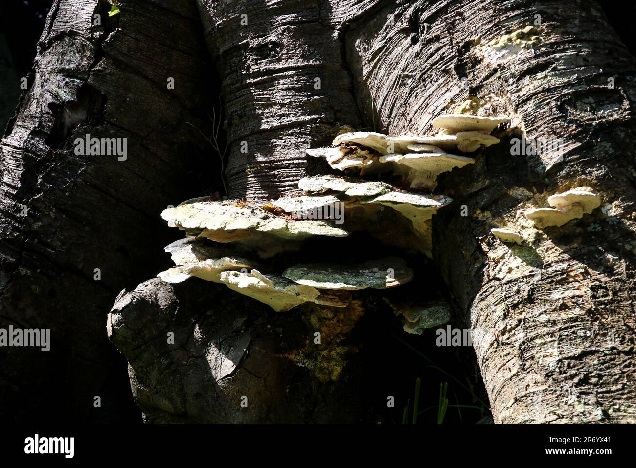Fungo staffa che cresce su un vecchio tronco di albero in un giardino di proprietà di paese Foto Stock