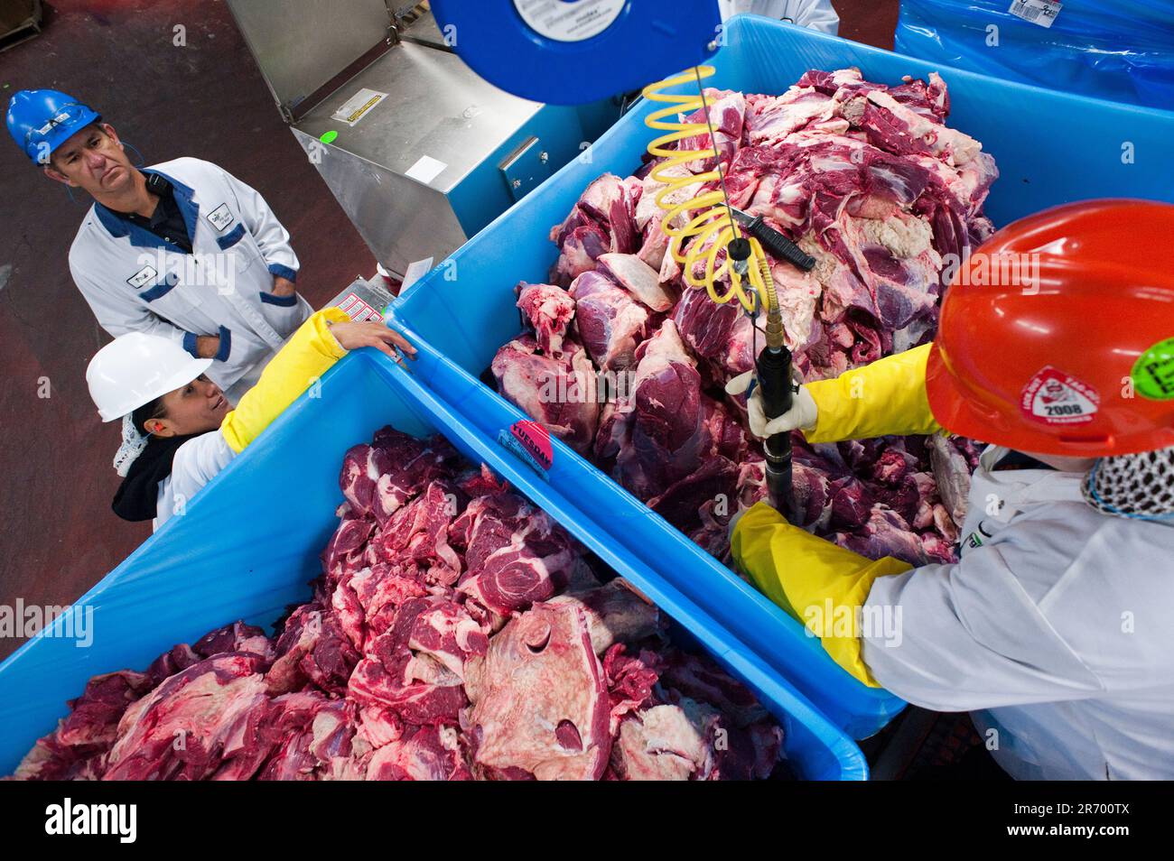 Confezionamento della carne: Gli ispettori prelevano campioni di nocciolo da contenitori di rifili di carne da sottoporre a test per l'esame degli e-coli Foto Stock