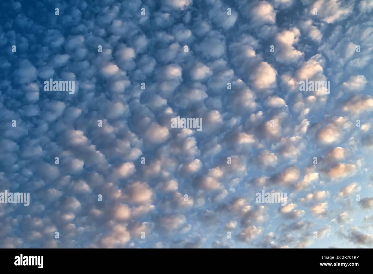 Cloudscapes nel Nord Europa. Nube di festone, cirro-cumulo. Le incredibili nuvole estive all'alba assomigliano al vello di un giovane agnello. Gedeon o Golden F Foto Stock