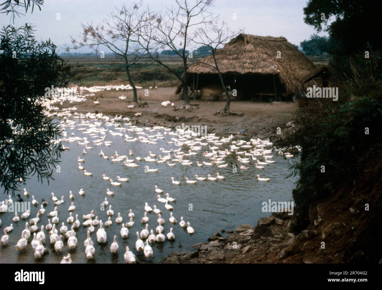 China White Ducks nel fiume Ili Valley da tetto di paglia House Foto Stock