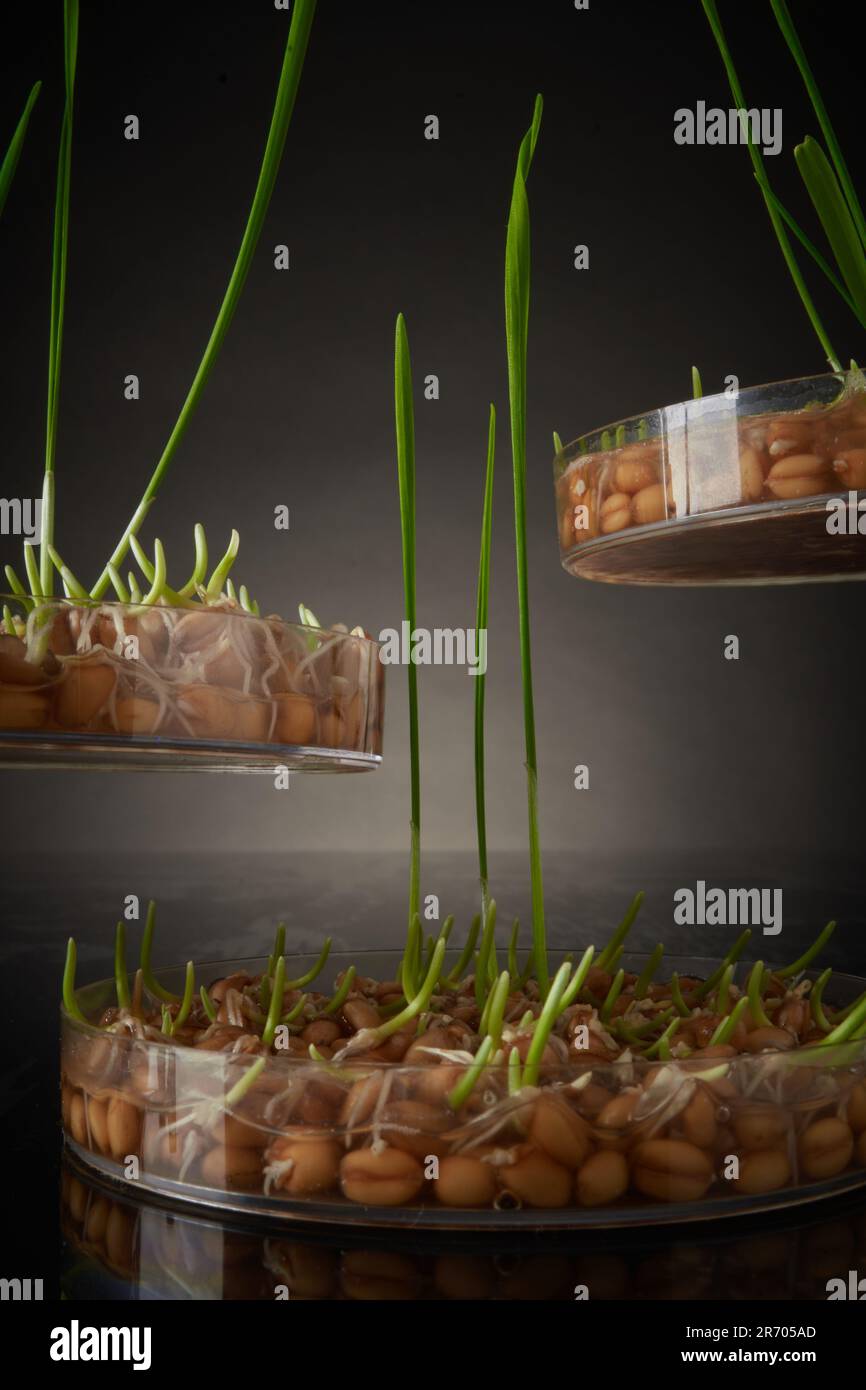 Hydroponic, germinazione di seme di laboratorio, wheatgrass Foto Stock