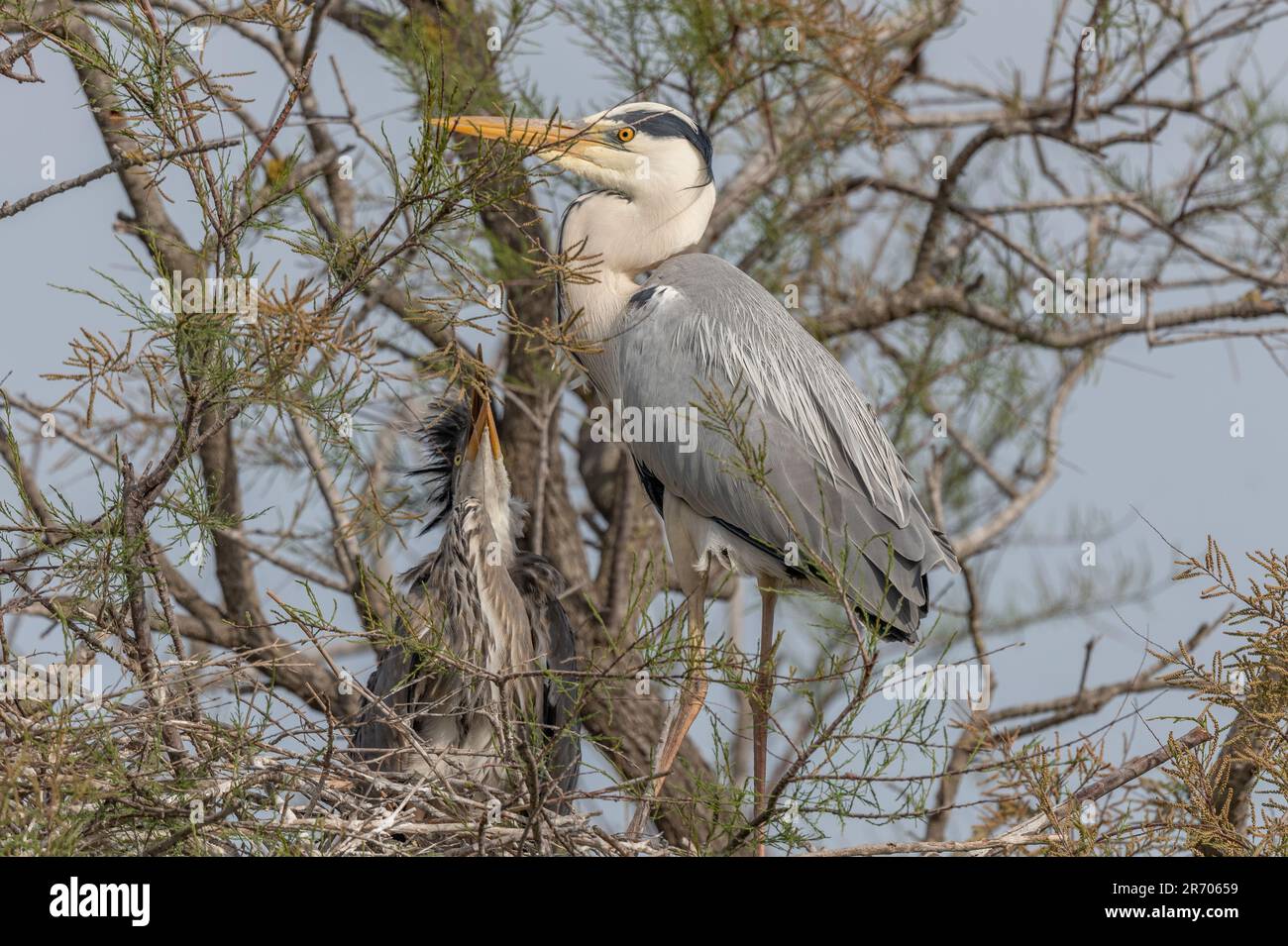 Airone grigio (Ardea cinerea) con pulcini sul nido. Saintes Maries de la Mer, Parc Naturel Regional de Camargue, Arles, Bocche del Rodano, Provenza Alp Foto Stock