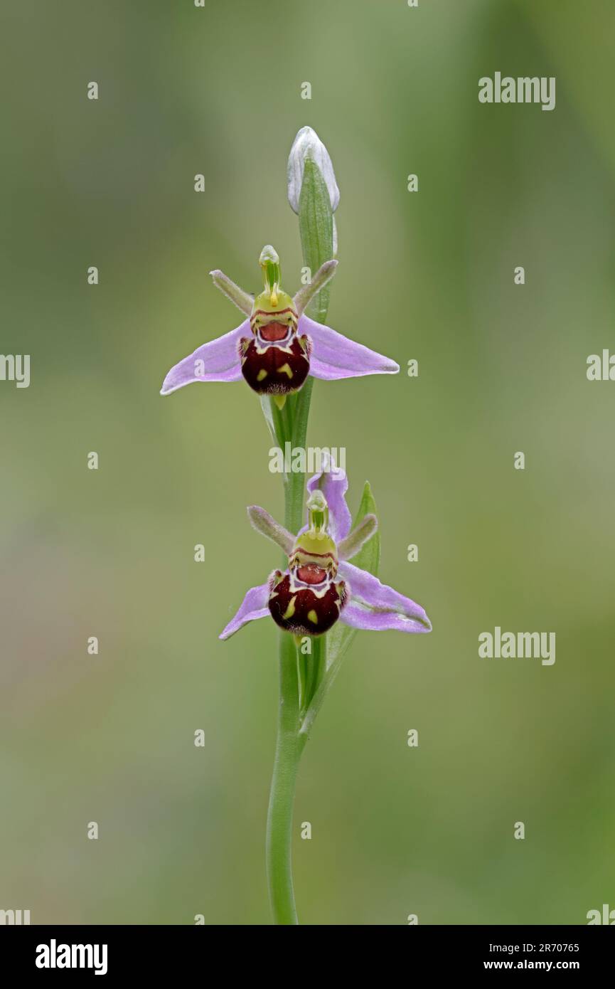 Bee Orchid in fiore Foresta di Dean Gloucestershire UK Foto Stock