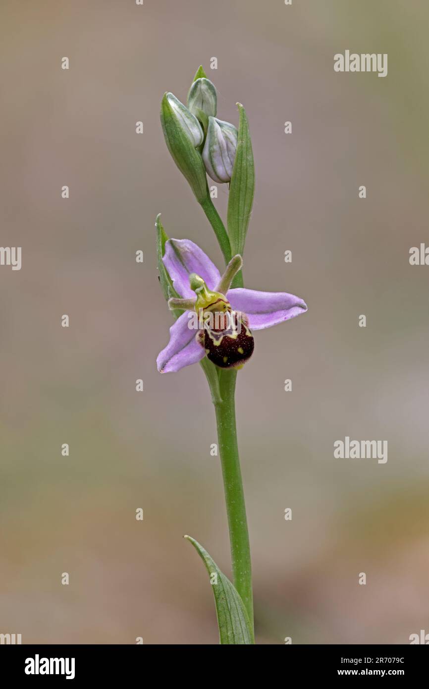 Bee Orchid in fiore Foresta di Dean Gloucestershire UK Foto Stock