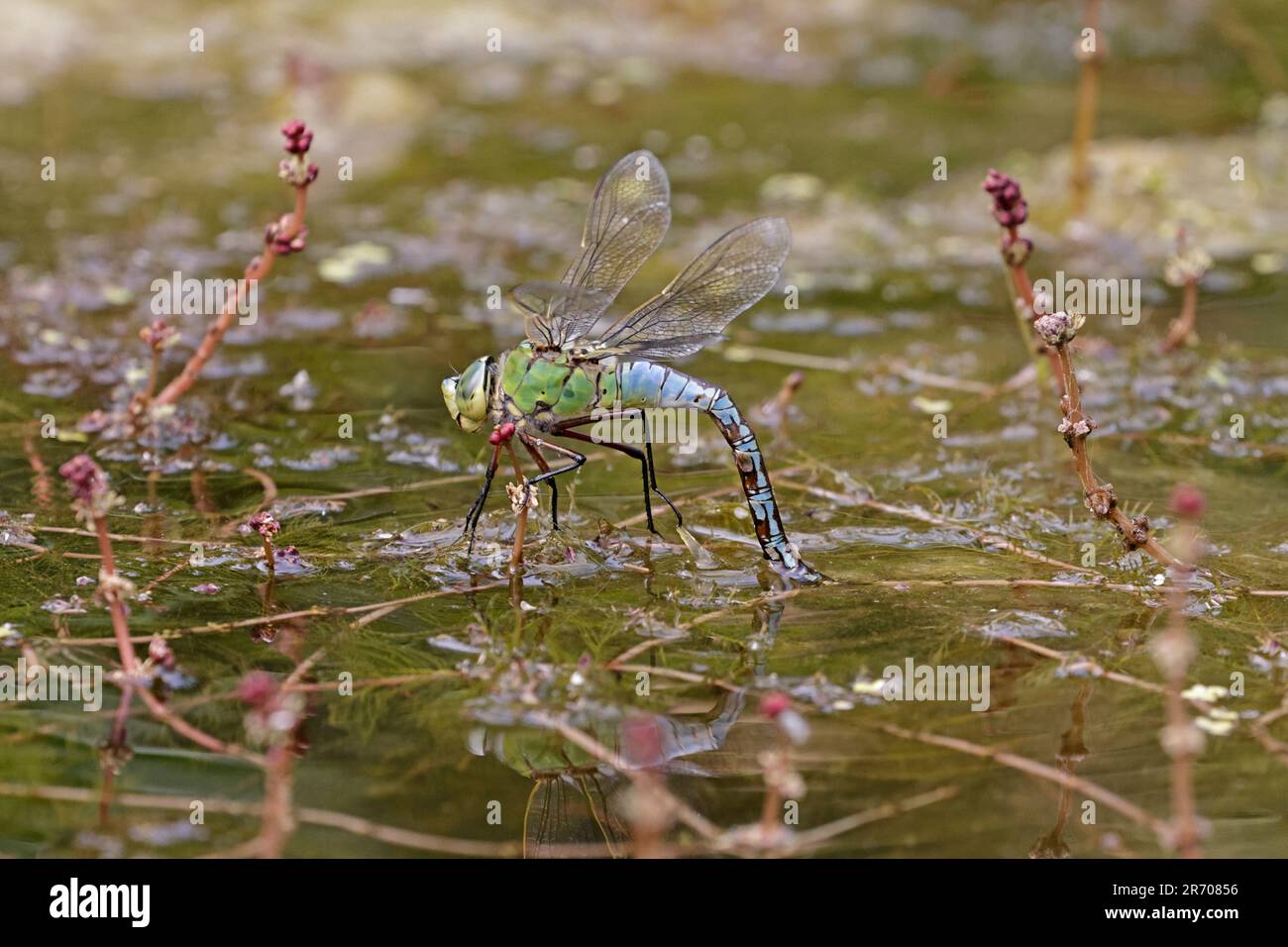 Donna Imperatore Dragonfly uova di deposizione in un giardino stagno Foresta di Dean Gloucestershire Foto Stock