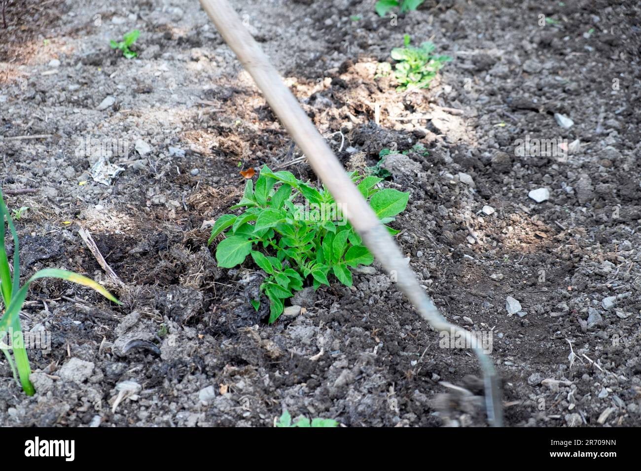 Giardiniere che avvolge il suolo intorno a file di patate e piante di fagioli francesi durante il tempo secco dopo settimane senza pioggia Carmarthenshire Galles UK KATHY DEWITT Foto Stock