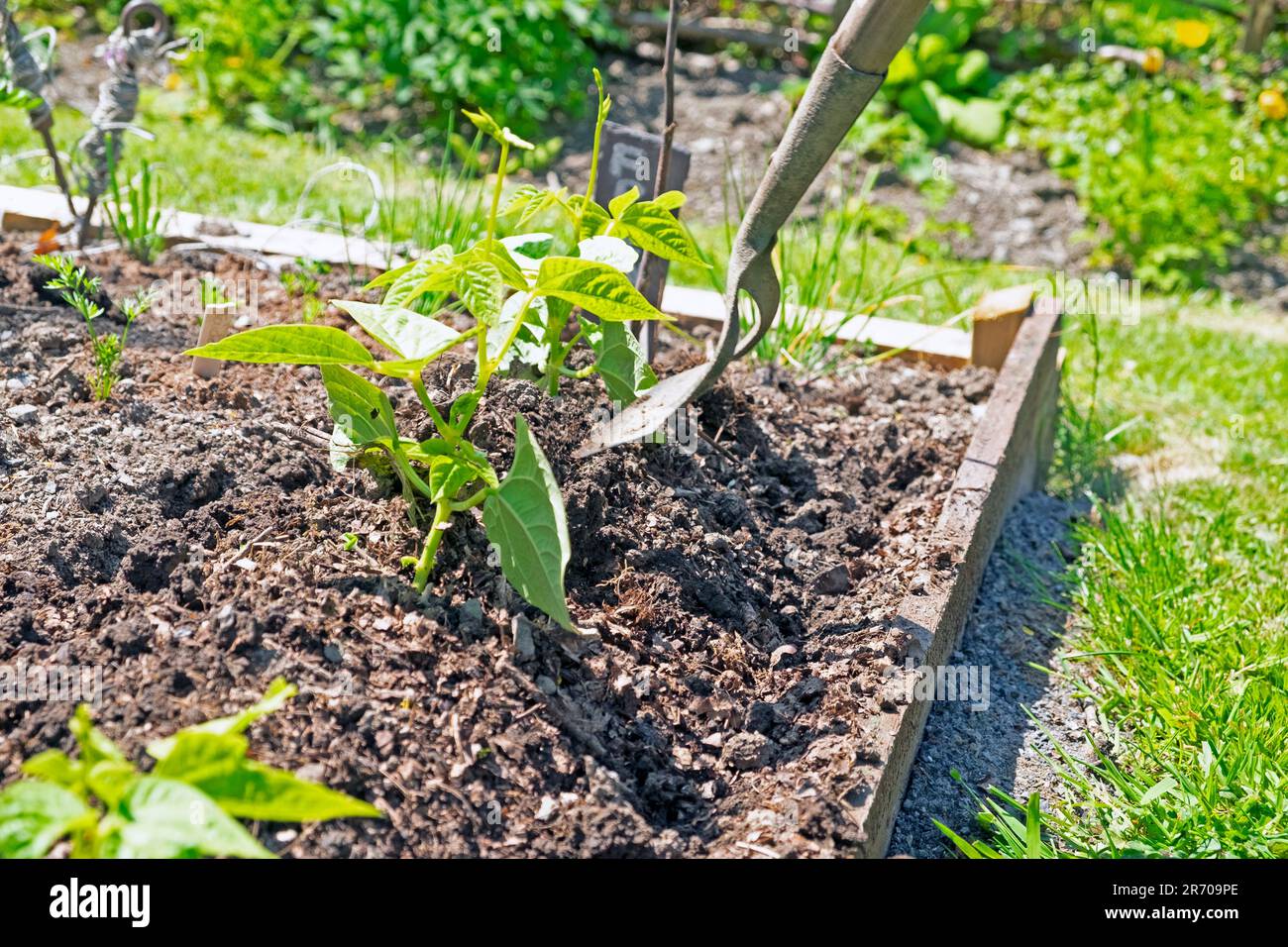 Giardiniere che avvolge il suolo intorno a file di patate e piante di fagioli francesi durante il tempo secco dopo settimane senza pioggia Carmarthenshire Galles UK KATHY DEWITT Foto Stock