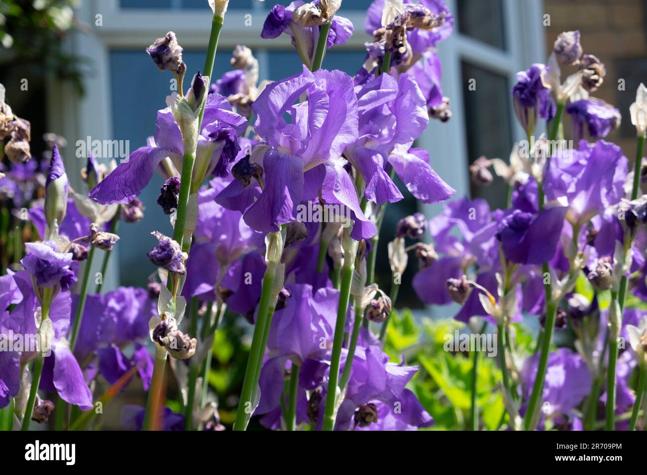 Porpora bearded iris flowers iris iris iris iris iris in fiore in un giardino nel giugno 2023 Hay on Wye Wales UK KATHY DEWITT Foto Stock