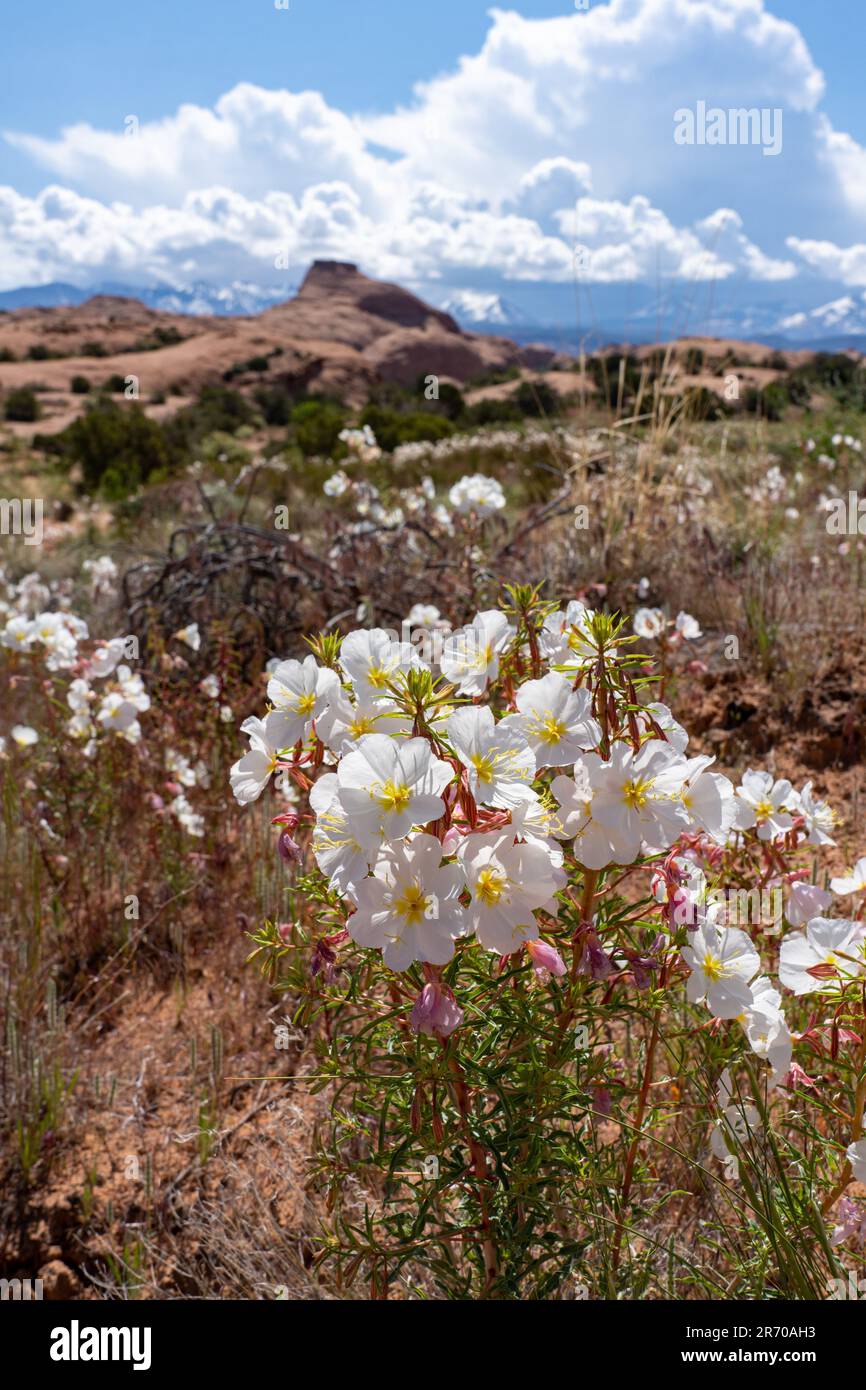 Pallido serata Primrose, Oenothera pallida, in fiore vicino Moab, Utah. Foto Stock