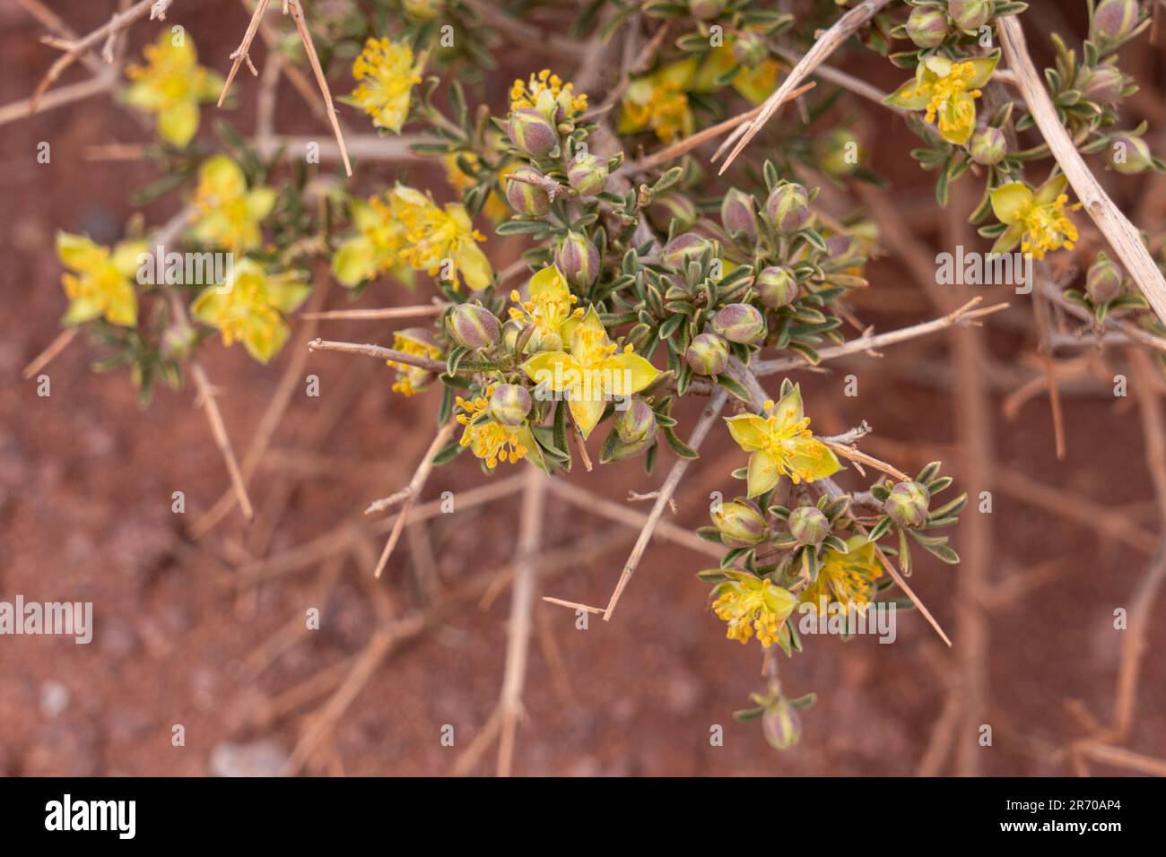 Blackbrush, Coleogyne ramosissima, in fiore in primavera vicino a Moab, Utah. Foto Stock