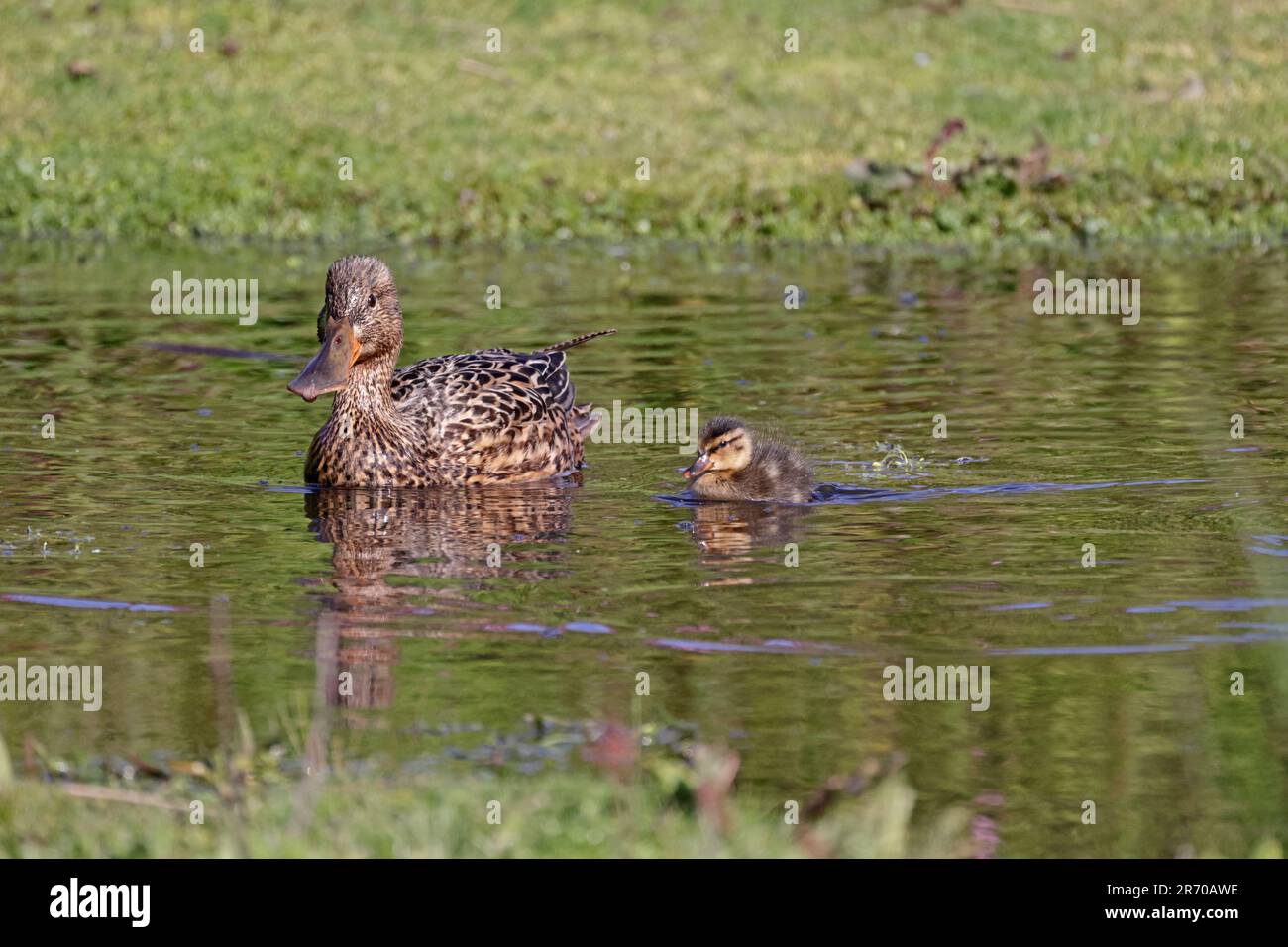 Shoveler settentrionale femminile con anatroccolo su Orchid Bog su Skokholm Island Pembrokeshire Wales Foto Stock