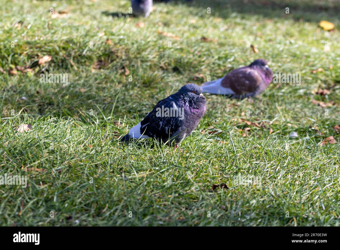 Piccioni in cerca di cibo nella stagione autunnale, piccioni urbani sull'erba in cerca di cibo Foto Stock