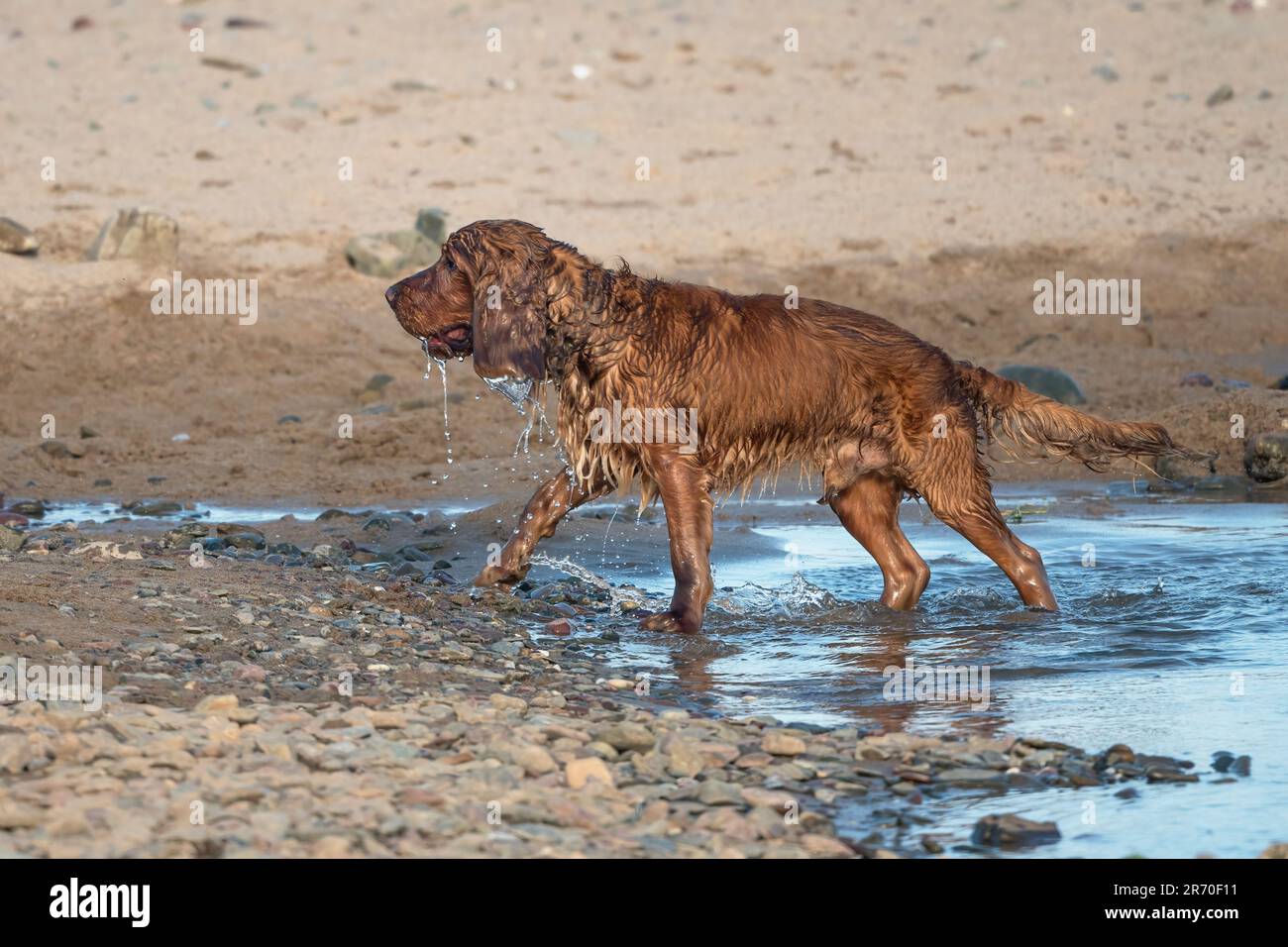 Cocker Spaniel cane che si diverte dopo essere immerso nel mare Foto Stock