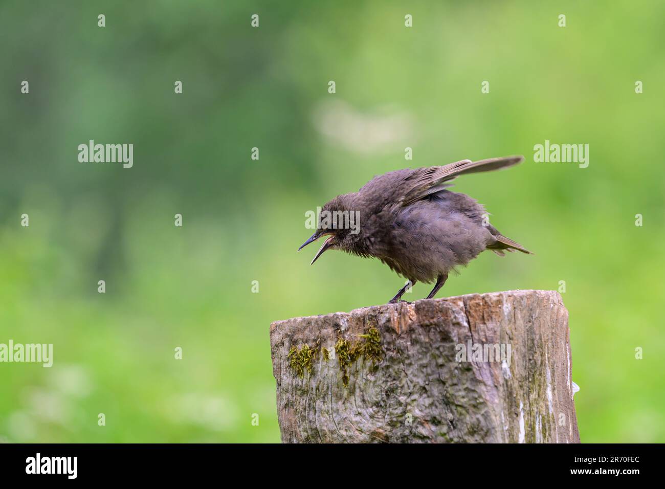 Starling giovanile, Sturnus vulgarus, appollaiato in cima ad un palo di cancello Foto Stock