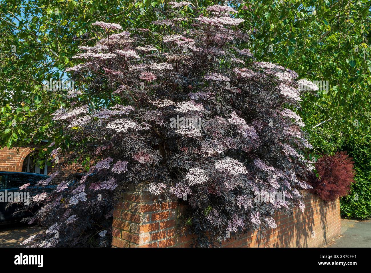 Sambucus nigra, giardino arbusto porpora anziano in fiore. Foto Stock