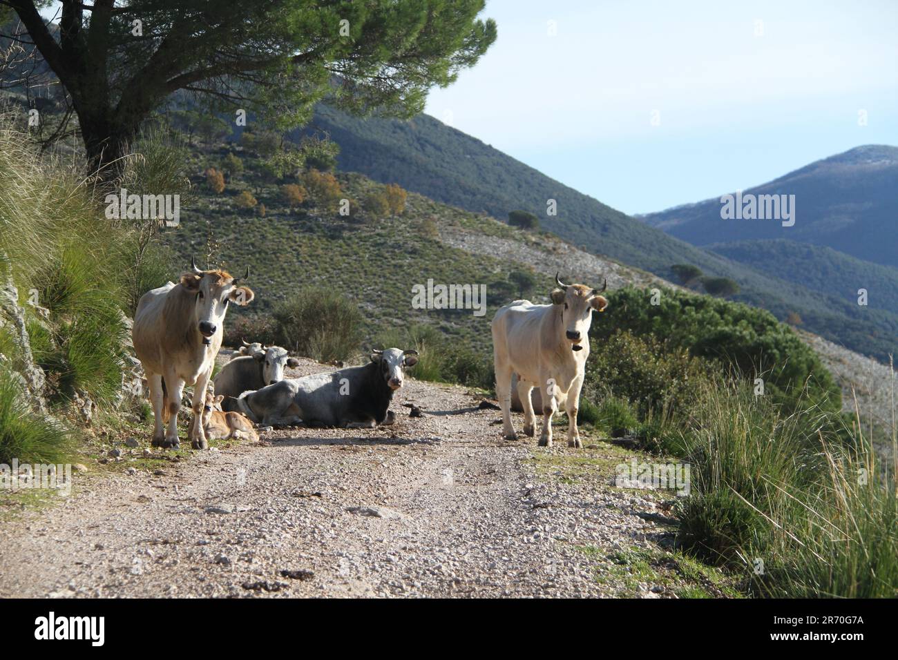 Mucche domestiche su un sentiero escursionistico di montagna nei Monti Aurunci, Italia Foto Stock