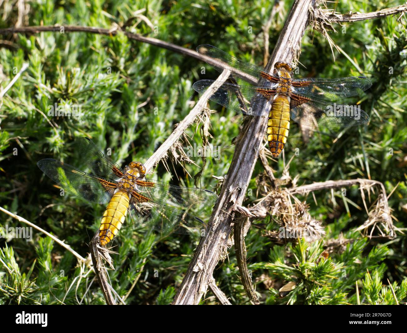 Le libelline di Chaser (Libellula deprea) di corpo largo femminili a riposo Foto Stock