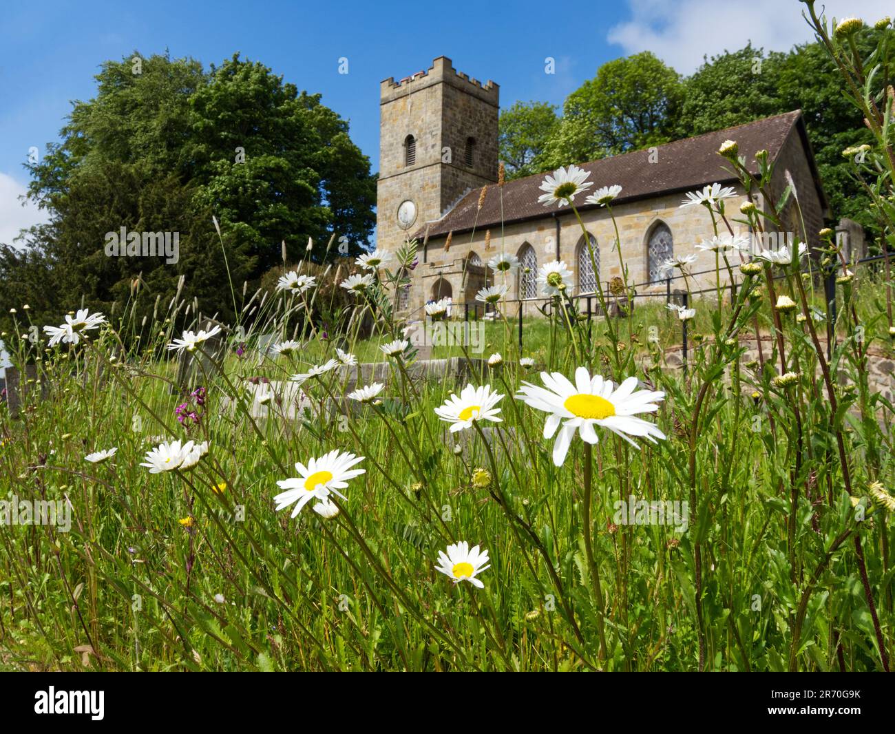 Margherite di Oxeye nel cimitero di St. John's, Doddington, Shropshire in un'area gestita per la biodiversità e la fauna selvatica. Foto Stock