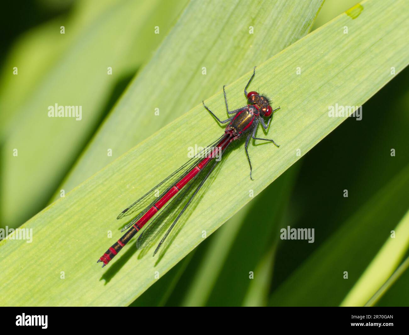 Maschio Grande Dampelfly rossa (Pyrrosoma nymphula) su bandiera iris foglia Foto Stock