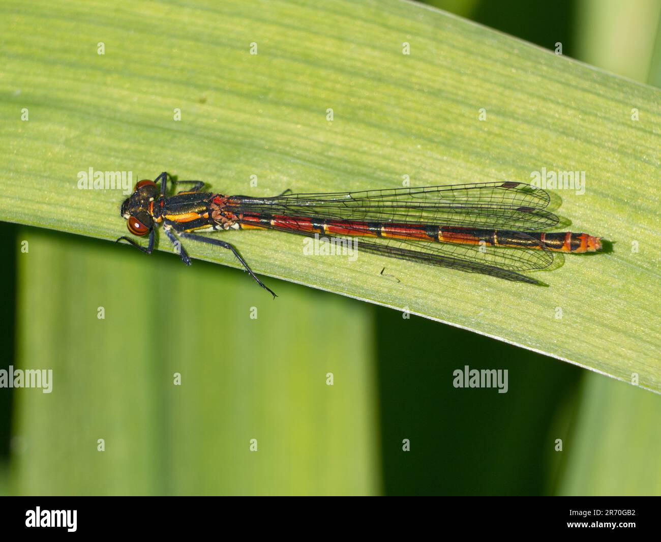 Dampelfly rossa grande femmina (Pyrrosoma nymphula) su bandiera iris foglia Foto Stock