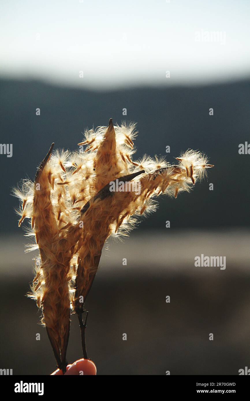 Follicoli di una pianta di oleandro di Nerium che sparge semi Foto Stock