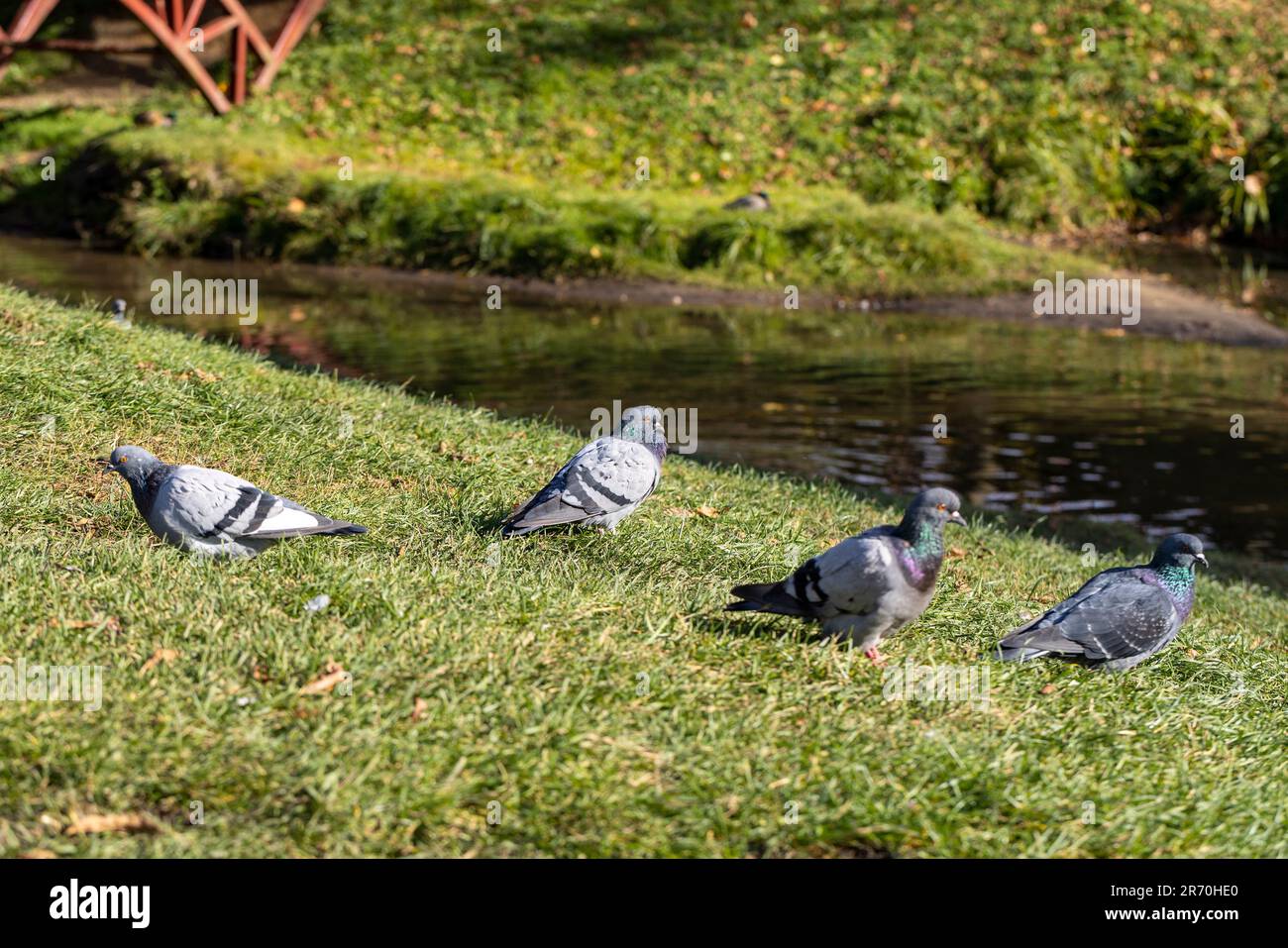 Piccioni in cerca di cibo nella stagione autunnale, piccioni urbani sull'erba in cerca di cibo Foto Stock