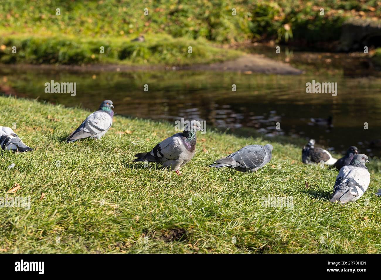 Piccioni in cerca di cibo nella stagione autunnale, piccioni urbani sull'erba in cerca di cibo Foto Stock