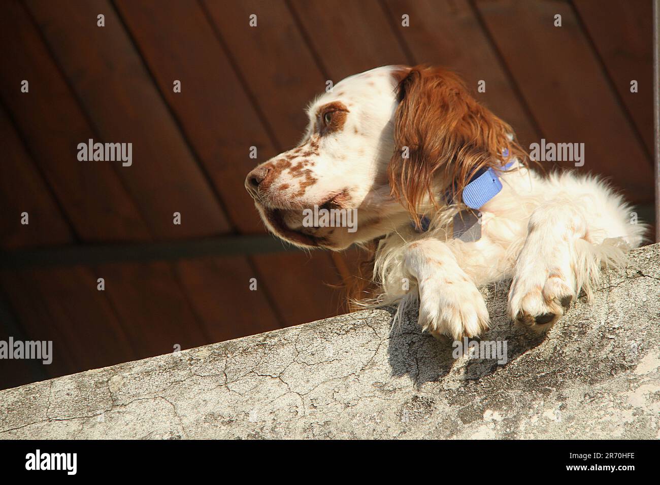 Un romboa arancione Cocker Spaniel Foto Stock