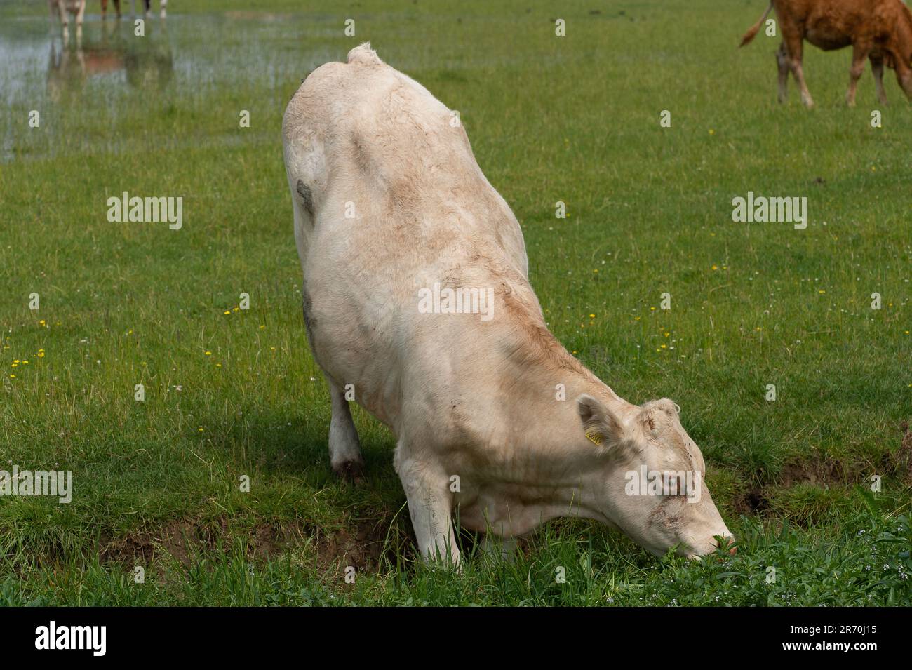 Dorney, Buckinghamshire, Regno Unito. 12th giugno, 2023. Una mucca arriva in Roundmoor Ditch per mangiare erbacce. Le alluvioni stanno peggiorando molto in Dorney Common nel Buckinghamshire e hanno causato problemi con alcuni bovini e con i loro zoccoli. Gli abitanti del vicino villaggio di Eton Wick sono preoccupati e dicono di non aver visto l'alluvione essere così male durante la loro vita. Molti locali credono che la presunta ragione dell'alluvione sia dovuta allo scarico dell'acqua del Tamigi in Roundmoor Ditch, che corre lungo e attraverso Dorney Common. Credit: Maureen McLean/Alamy Live News Foto Stock