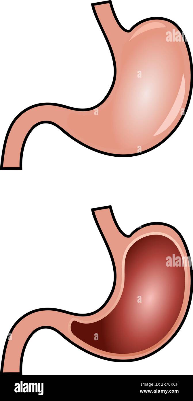 vettore anatomico dello stomaco isolato su sfondo bianco Illustrazione Vettoriale